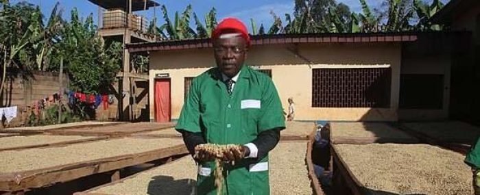 Café_du_Cameroun_à_la_conquete_du_monde